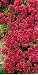 Sedum spurium 