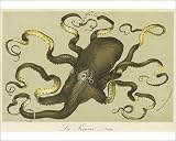 Photographic Prints of Octopus By Van Houtteano from Mary Evans