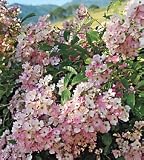 Ballerina Antique Shrub Rose