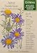 Prairie Aster Botanic Gardens Series Seeds 120 Seeds