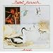 Avocet