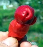 Hot Peter Pepper Plant -ADULTS ONLY- Too hot to handle