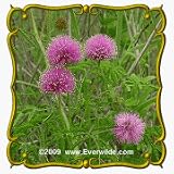 Sensitive Plant (Schrankia uncinata) Jumbo Wildflower Seed Packet - 100 Seeds