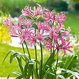 Nerine Lily Bulbs
