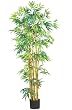 5' Multi Bambusa Bamboo Silk Tree