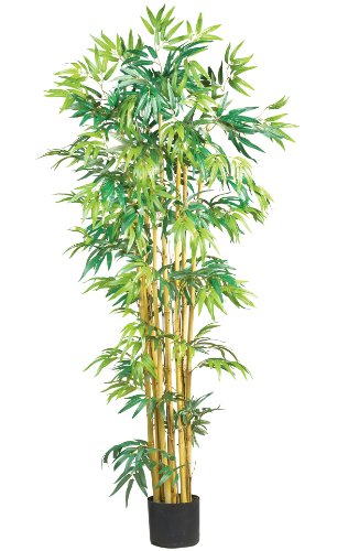 5' Multi Bambusa Bamboo Silk Tree