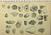 GEOLOGY c1890 CARBONIFEROUS SILURIAN SHELLS OLD PRINT