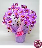 ���ŃL���C�ȋ�C�����I���G�}�Ӓ���(�s���N)