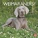 Weimaraners (International) 2010 Wall Calendar 12" X 12"