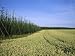 Barley and Hop Fields Grown For Beer Photographic Poster Print by Taylor S. Kennedy, ...