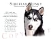 Siberian Husky 