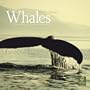 Whales 2010 Square Wall (Multilingual Edition)