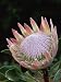 King Protea Bract and Flowers (Protea Cyanaroides) Photographic Poster Print by Gerry Ellis, 30x40