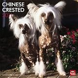 Chinese Crested 2011 Calendar (Multilingual Edition)