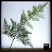 F-style リーフパネル・625x625x30mm Adiantum raddianun: ########################################################################################################################################################################################################...