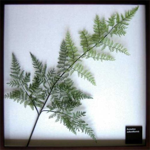 F-style リーフパネル・625x625x30mm　Adiantum raddianun