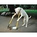 Housebreaking Breakthroughs: Dog Training Techniques! How to Have a Happy, Obedient, Well-Behaved Angel of a Dog in Four Weeks or Less AAA+++