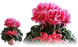 シクラメン 鉢植え ６号鉢 花 濃いピンク お歳暮 冬ギフト