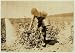 Photo 13-year old boy picking tomatoes on farm of W.T. Hill. Location: Cabool, Missouri 1916