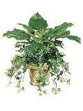 20 Hosta Silk Plant in Decorative Pot - Green