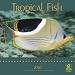 Search : Tropical Fish 2010 Square Wall (Multilingual Edition)