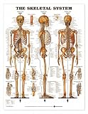 Skeletal System 3D Raised Relief Chart