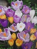 Jumbo Crocuses : 20 Bulbs