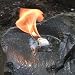Ultimate Survival Technologies WetFire Tinder Tube of 8 Cubes