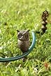 Owl Hose Guard