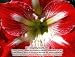 Amaryllis Minerva - 1 bulb - 32/34 cm