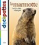 Marmotte