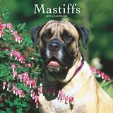 Mastiffs 2009 Square Wall Calendar