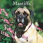 Mastiffs 2009 Square Wall Calendar (Multilingual Edition)