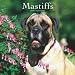 Mastiffs 2009 Square Wall Calendar