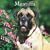Mastiffs 2009 Square Wall Calendar (Multilingual Edition)