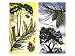 All Sorts of Pine and Fir Trees: Scots Pine and Maritime Pine Art Giclee Poster Print...