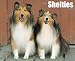Just Shelties 2010 Calendar
