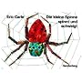 Die kleine Spinne spinnt und schweigt: Ein Tastbilderbuch