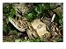 Central American Boa, Boa Constrictor Imperator with Prey Honduras Photographic Poste...