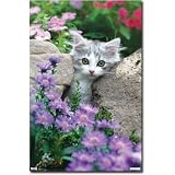Kitten - Stones Poster 22 X 34 Poster Print, 22x34