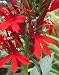 300 CARDINAL FLOWER Lobelia Cardinalis Flower Seeds
