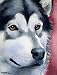 "Alaskan Malamute" Dog Art Print Signed by Artist ...