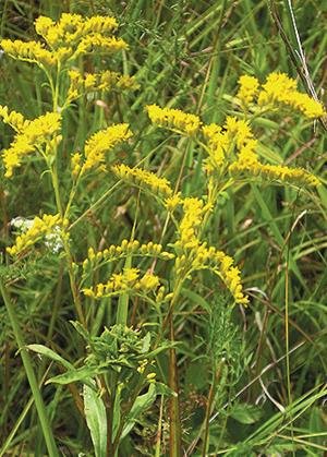 Early Goldenrod (Solidago juncea), 380 Certified Pure Live Seed, True Native Seed Early Goldenrod (Solidago juncea), 380 Certified Pure Live Seed, True Native Seed
