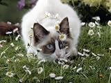 Domestic Cat, Seal Bicolour Ragdoll Kitten Decked in Daisy Chain Stretched Canvas Poster Print