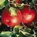 Cortland Apple Tree