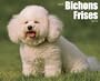 Just Bichons Frises Calendar (Multilingual Edition)