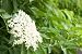 Elderberry Flower on Bush - 24