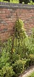 from Gardman Gardman Expanding Natural Willow Obelisk 1.5m Model 07752