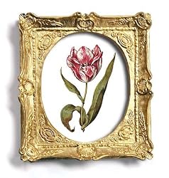 genus Tulipa 7 - Gold Frame Magnet with pop-out easel (2-3/4" x 2-1/2")