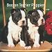 Boston Terrier Puppies 2009 Calendar